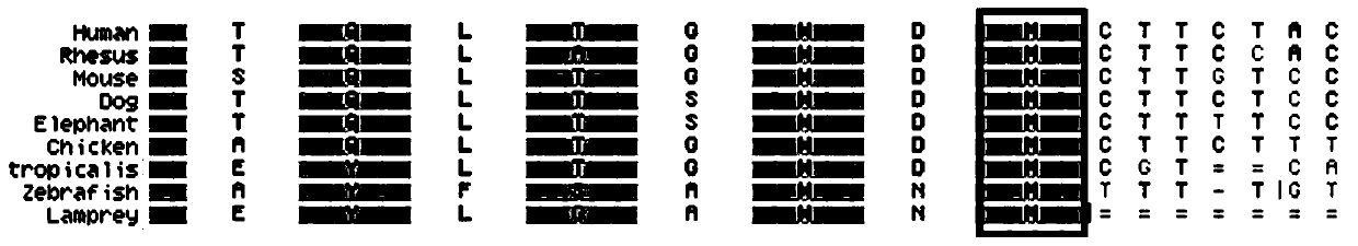 Photosensitive nerve deafness virulence gene GJB2 mutation detection kit