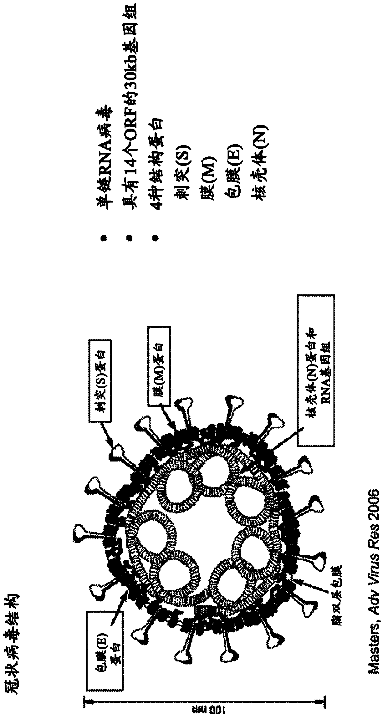 Immunogenic Middle East respiratory syndrome coronavirus (mers-cov) compositions and methods