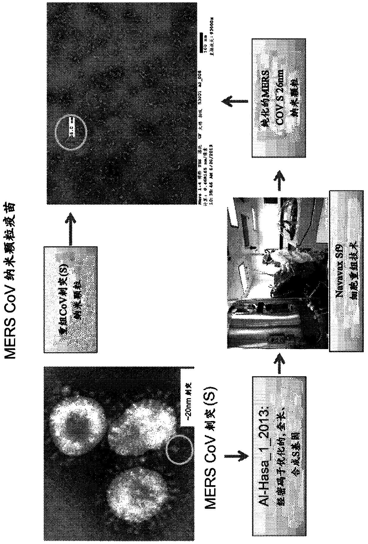 Immunogenic Middle East respiratory syndrome coronavirus (mers-cov) compositions and methods