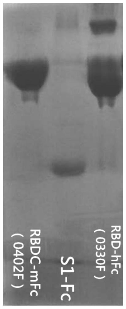 Kit for detecting new coronavirus neutralizing antibody and detection method