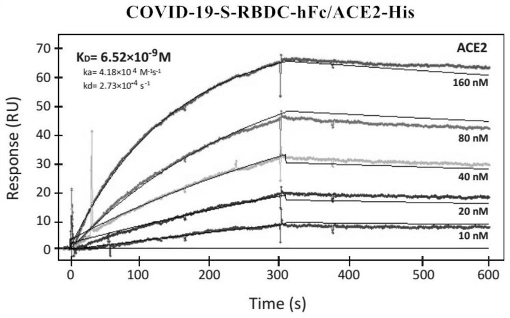 Kit for detecting new coronavirus neutralizing antibody and detection method