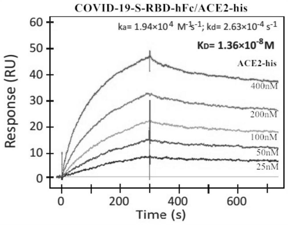 Kit for detecting new coronavirus neutralizing antibody and detection method