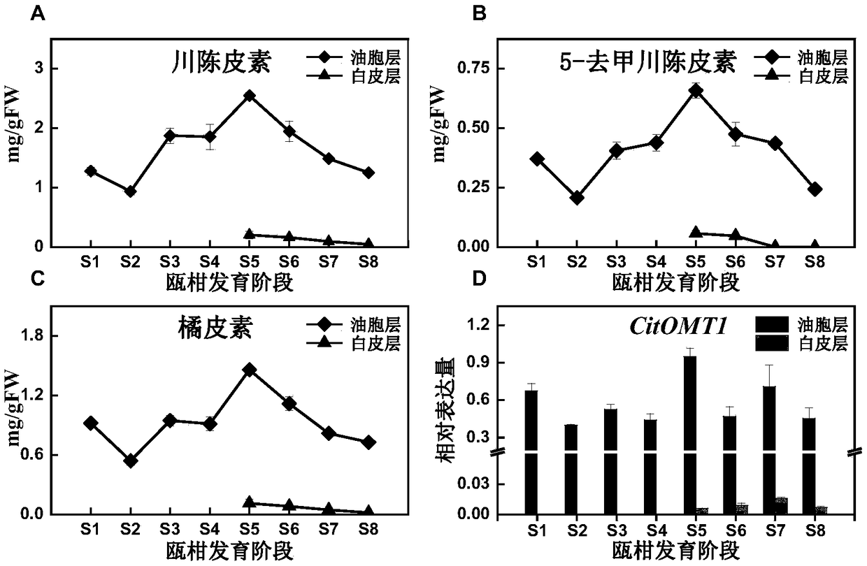 O-methyltransferase participating in citrus peel flavone synthesis and coding gene and application thereof