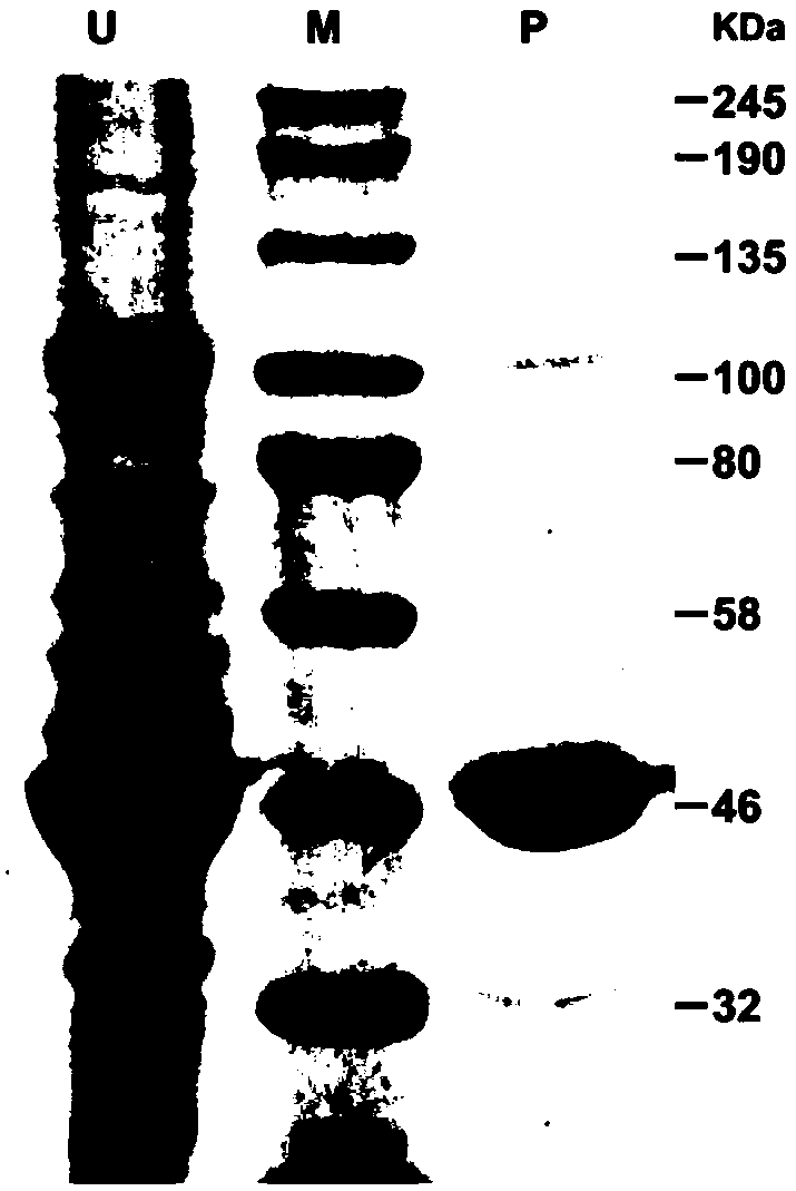 O-methyltransferase participating in citrus peel flavone synthesis and coding gene and application thereof