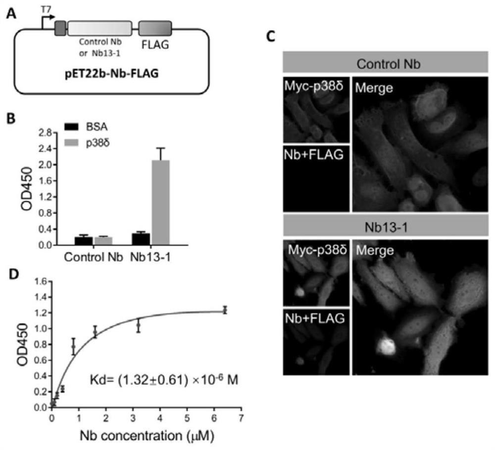 Nanometer antibody specifically binding to protein kinase p38delta, nucleic acid, expression vector, host cell and application thereof