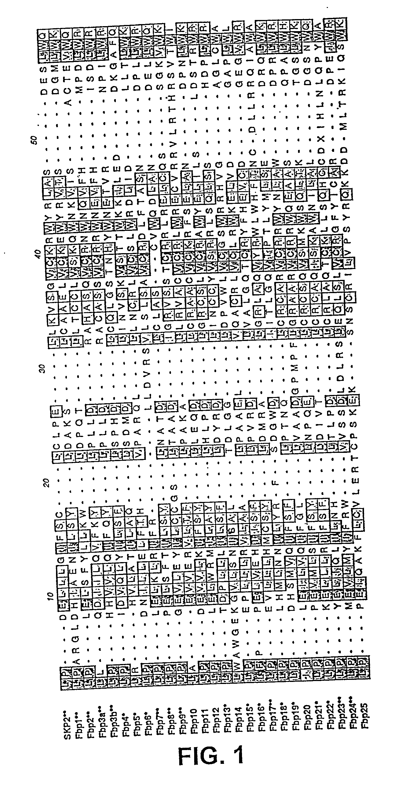 Methods to identify compounds useful for the treatment of proliferative and differentiative disorders