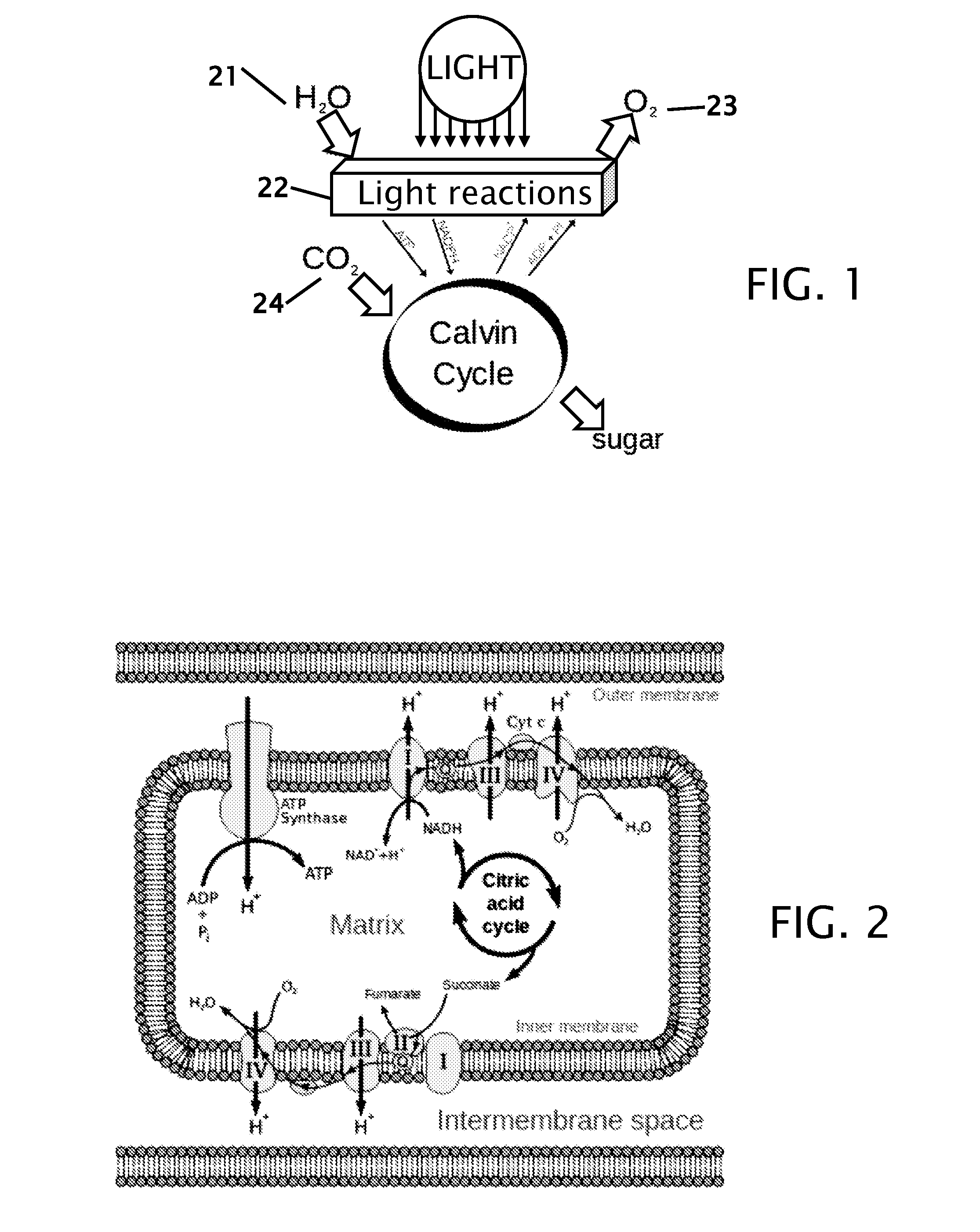 Process of food preservation with hydrogen sulfide