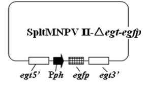 Cotton leafworm genetically engineered virus I and construction method thereof