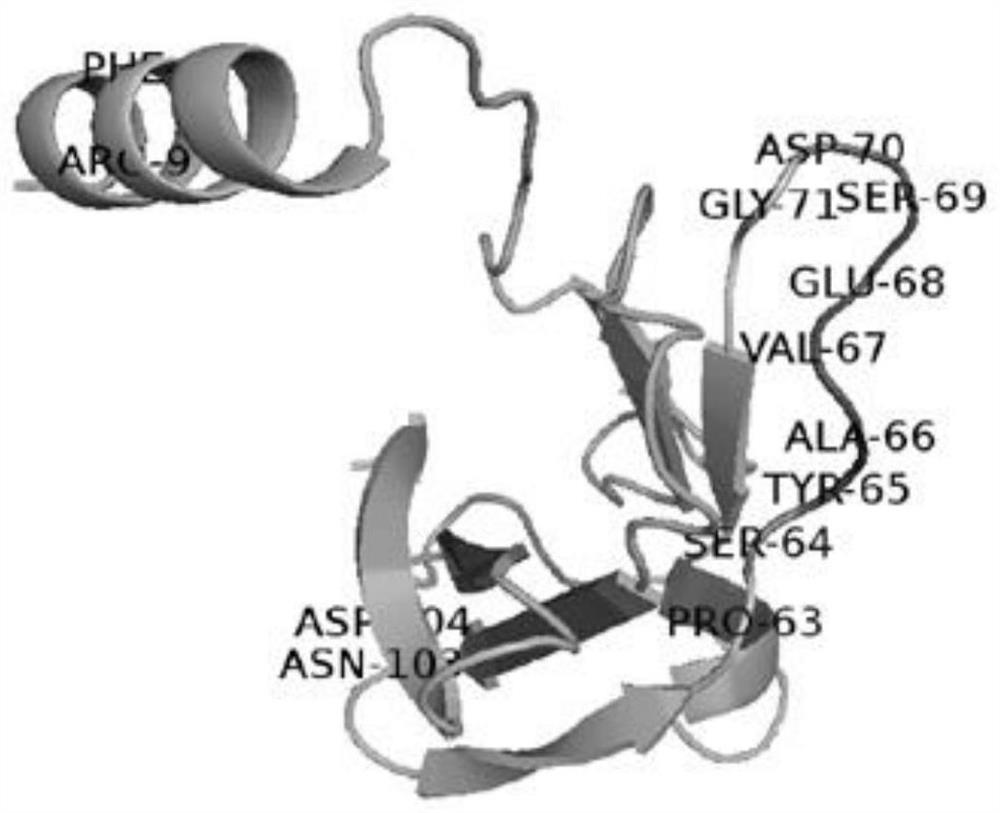 Immunomodulatory protein mutant and nucleotide sequence thereof, recombinant plasmid vector, engineering bacterium, construction method and application