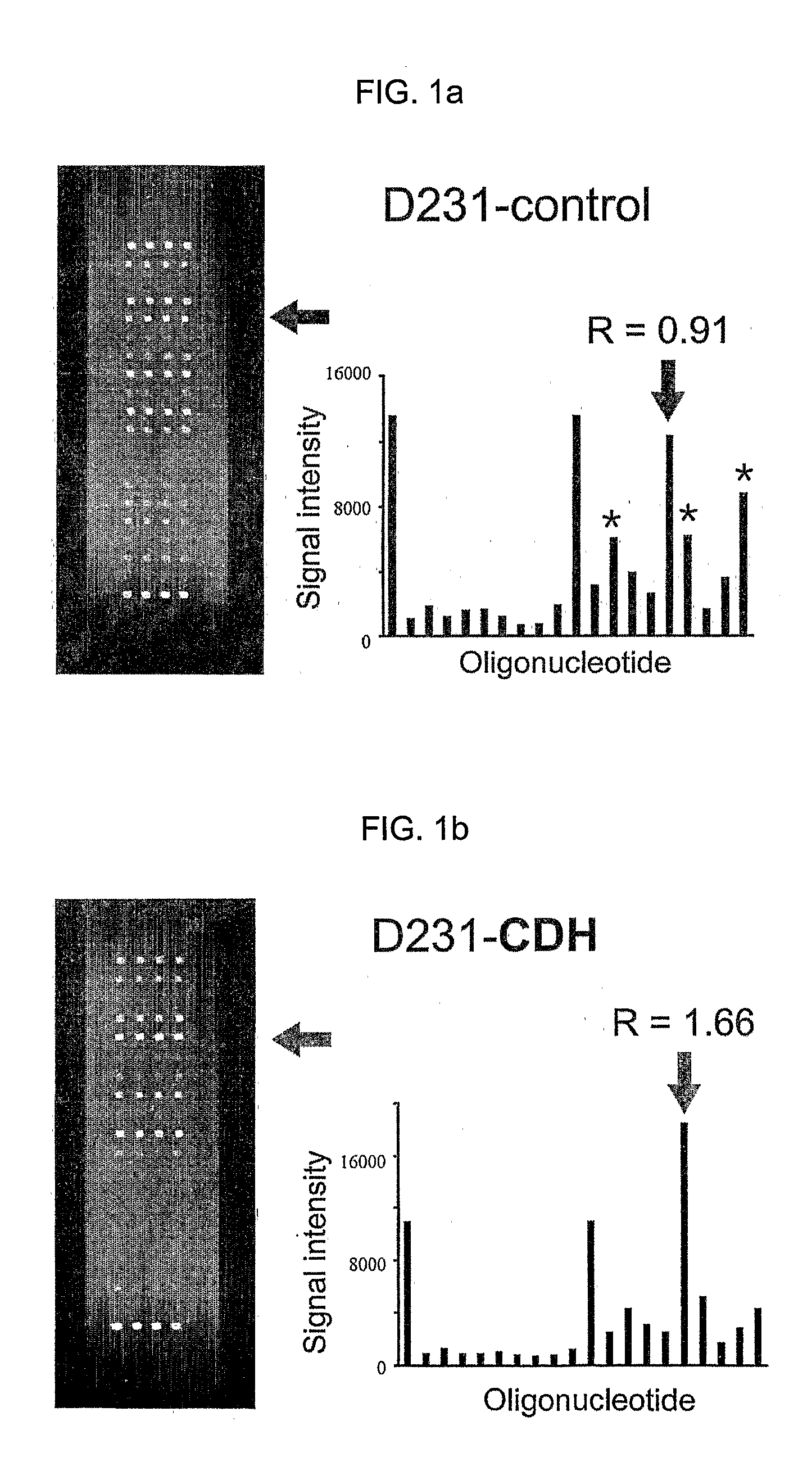 K-Ras Oligonucleotide Microarray and Method for Detecting K-Ras Mutations Employing the Same