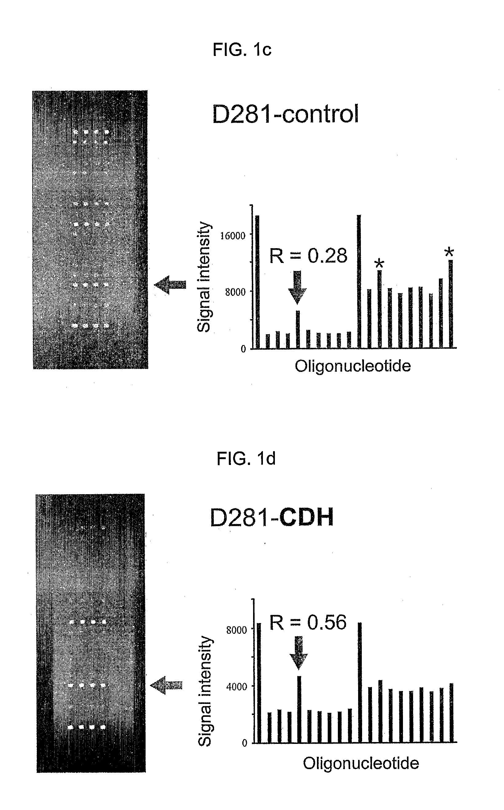 K-Ras Oligonucleotide Microarray and Method for Detecting K-Ras Mutations Employing the Same