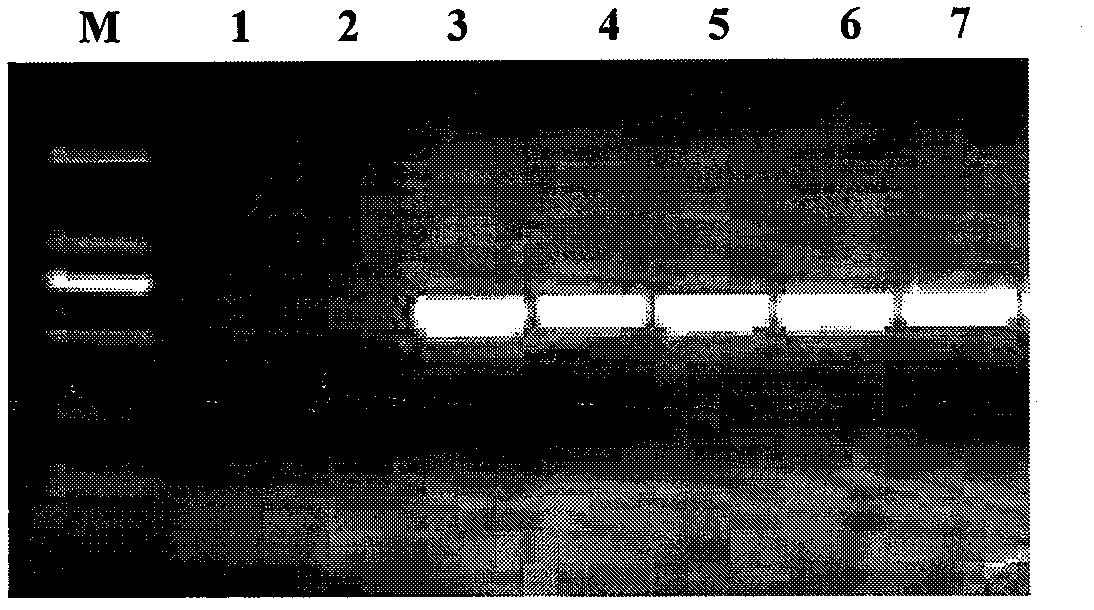 Super-xerophyte eremosparton songoricum DREB transcription factor EsDREB and encoding gene and application