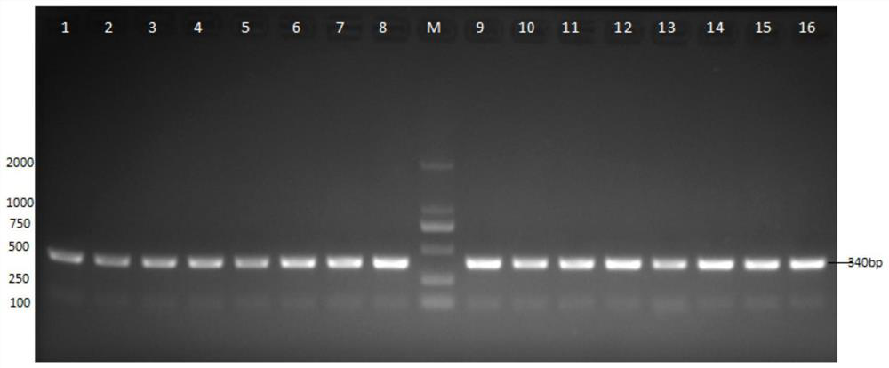 SNP (Single Nucleotide Polymorphism) molecular marker for sex identification of silver arowana and application thereof