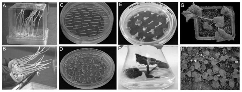 The method of bnac2-gmyb28 gene editing to obtain seeds of low glucosinolate rape