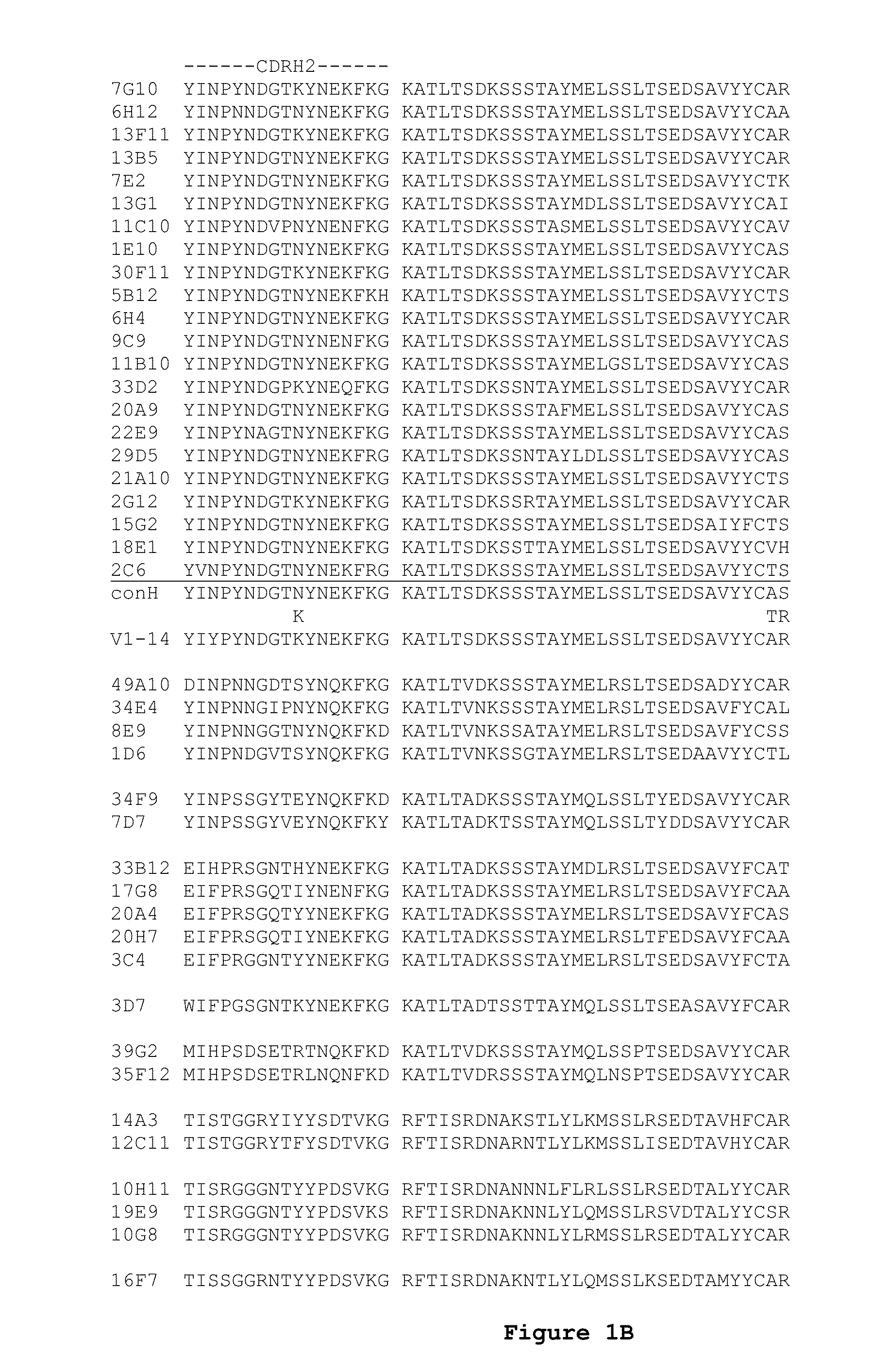 ENGINEERED ANTI-IL-23p19 ANTIBODIES