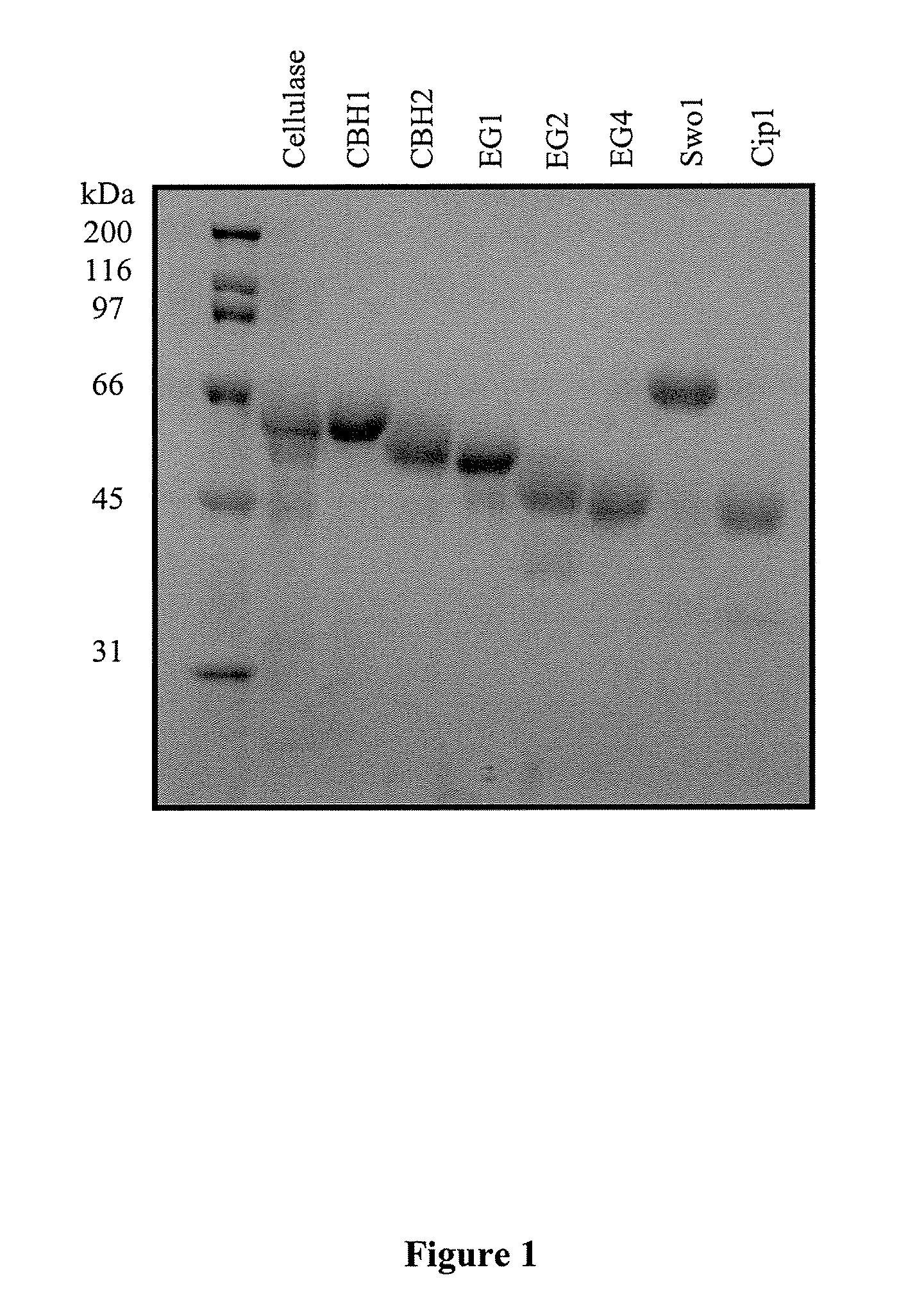 Enzymatic hydrolysis of lignocellulosic feedstocks using accessory enzymes