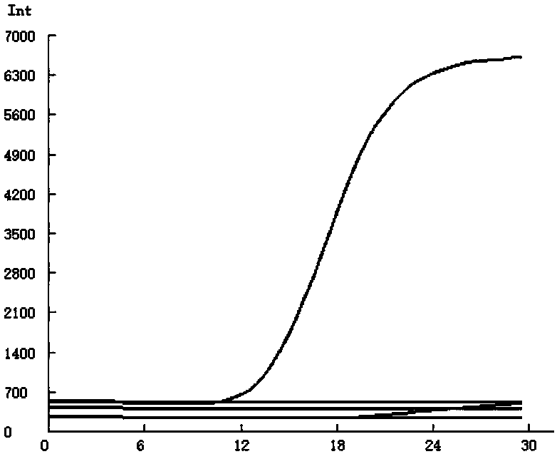 Primer pairs for rapid detection of toxoplasmosis nucleic acid, kit and detection method