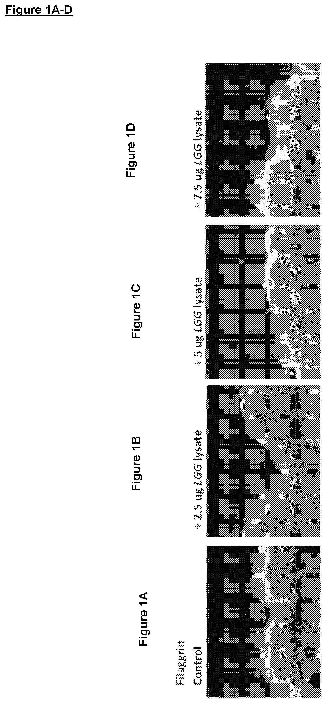 Compositions and uses thereof