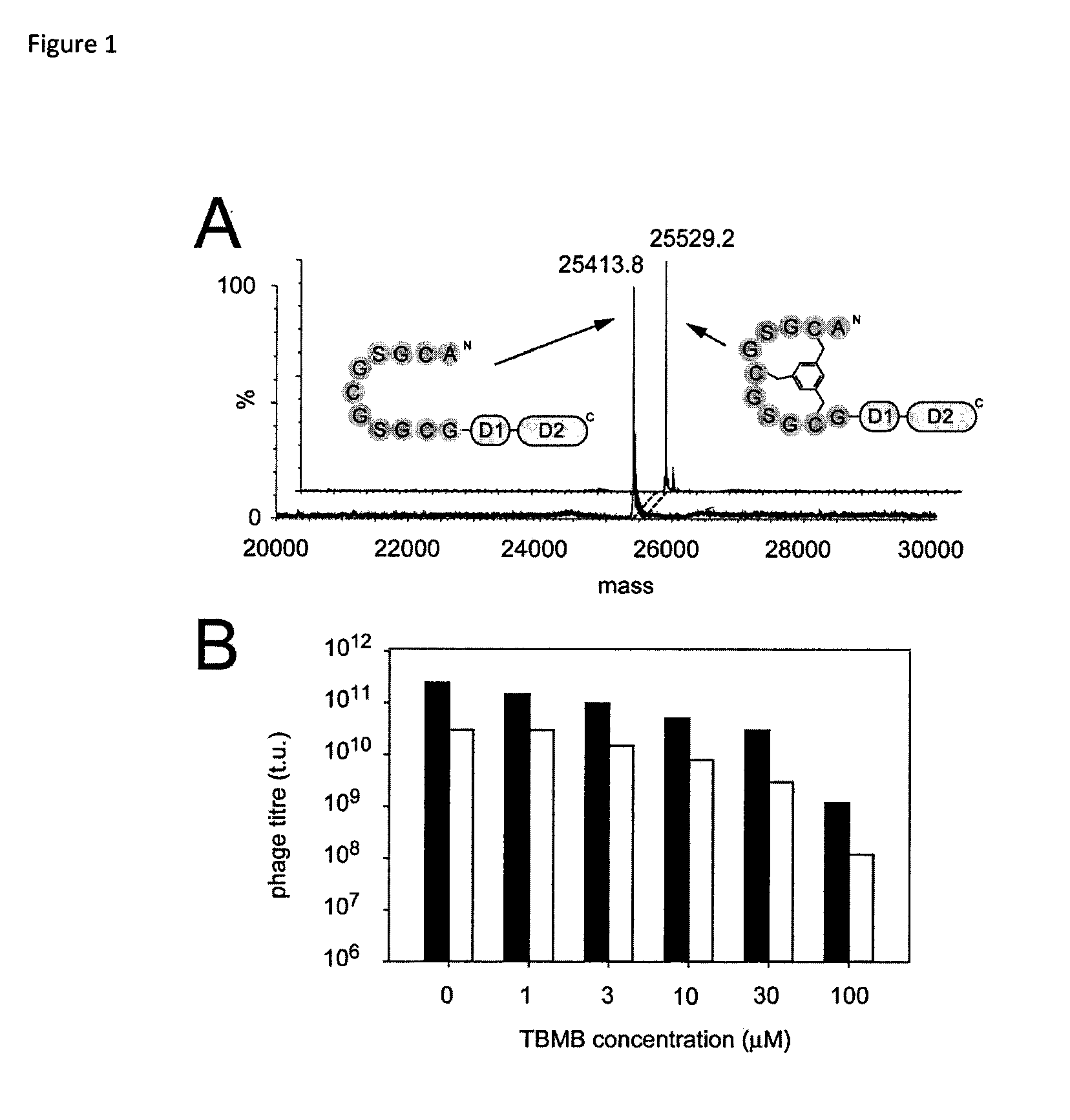 Modification of polypeptides