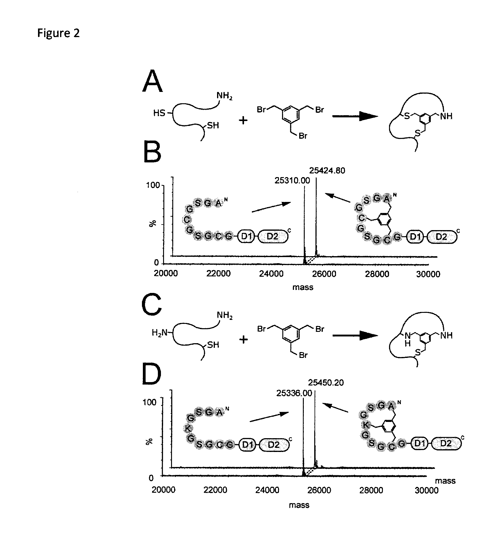 Modification of polypeptides