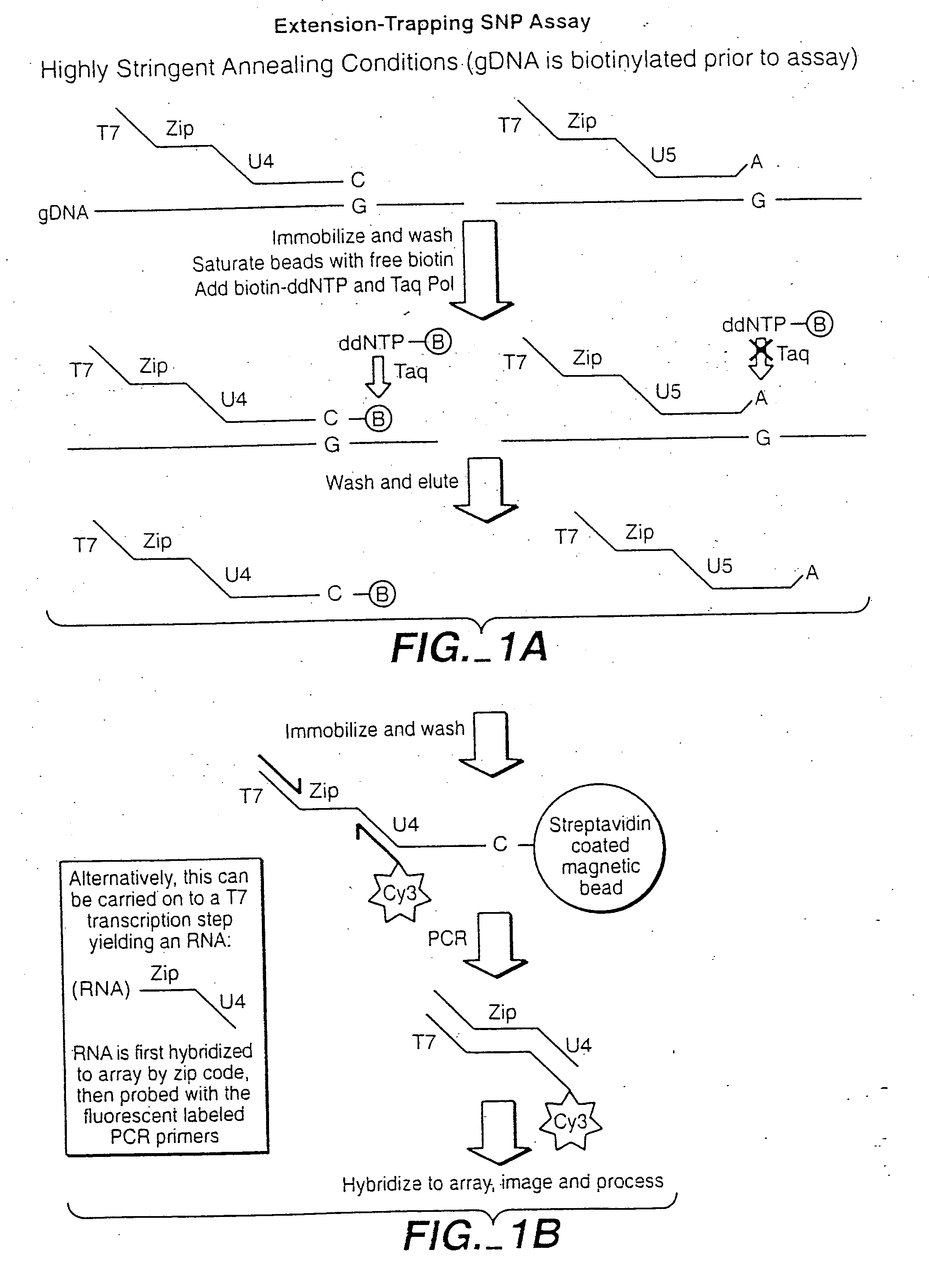 Multiplex sample analysis on universal arrays