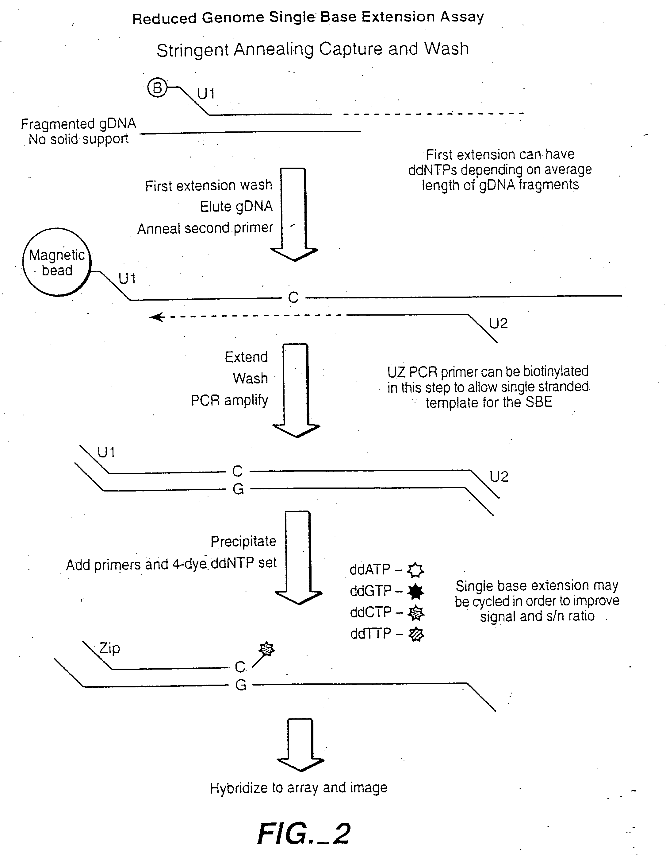 Multiplex sample analysis on universal arrays