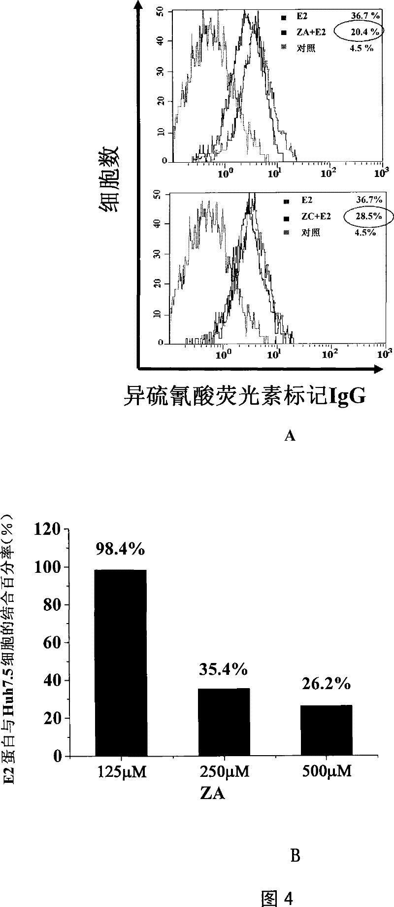 12 peptide ZA for inhibiting hepatitis c virus to infect human cell and preparation method and application