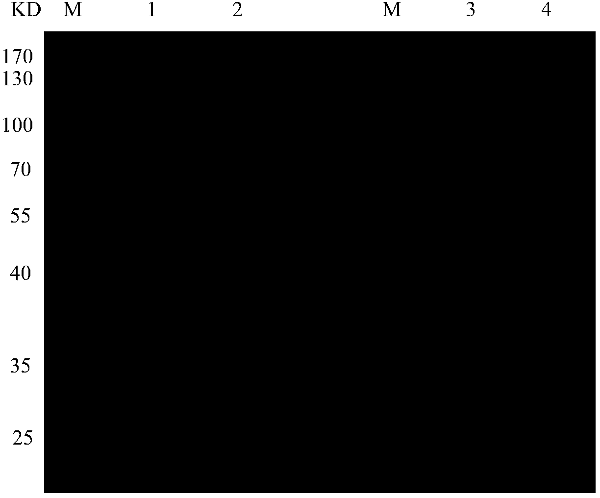 Epitope vaccine for resisting subgroup J avian leukosis virus infection as well as preparation method and application of epitope vaccine