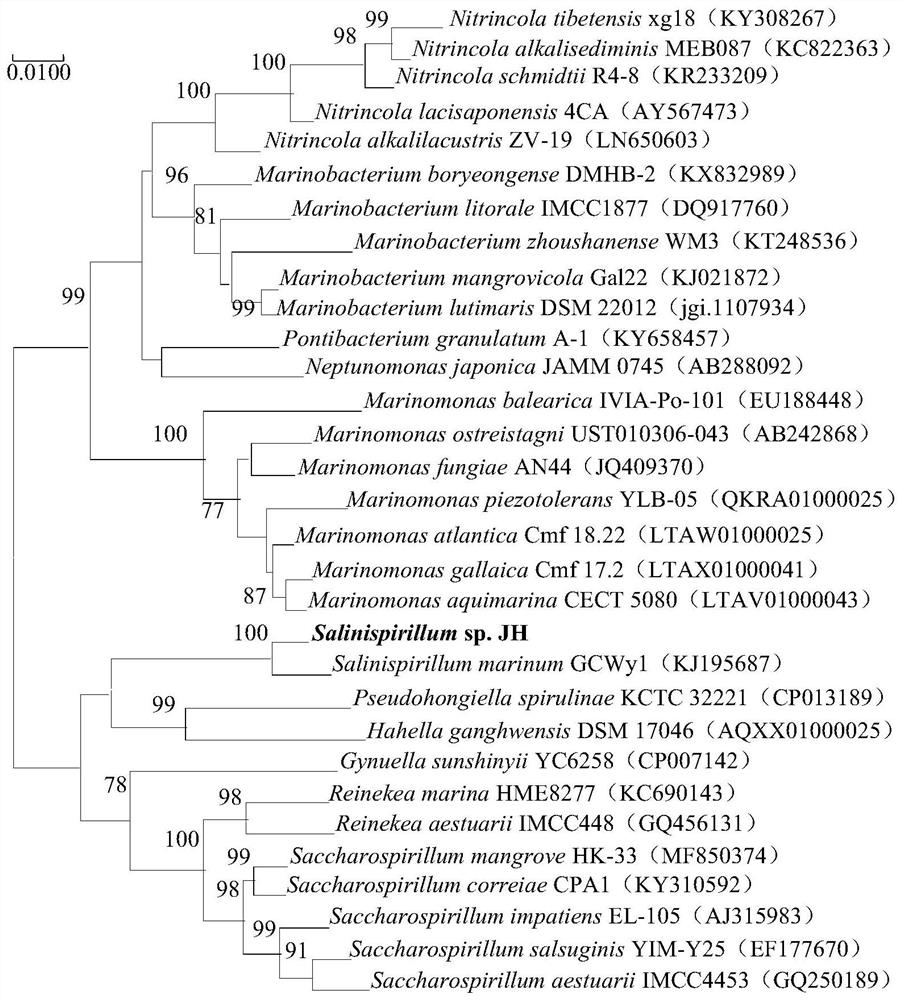 L-asparaginase SaLA and coding gene and application thereof