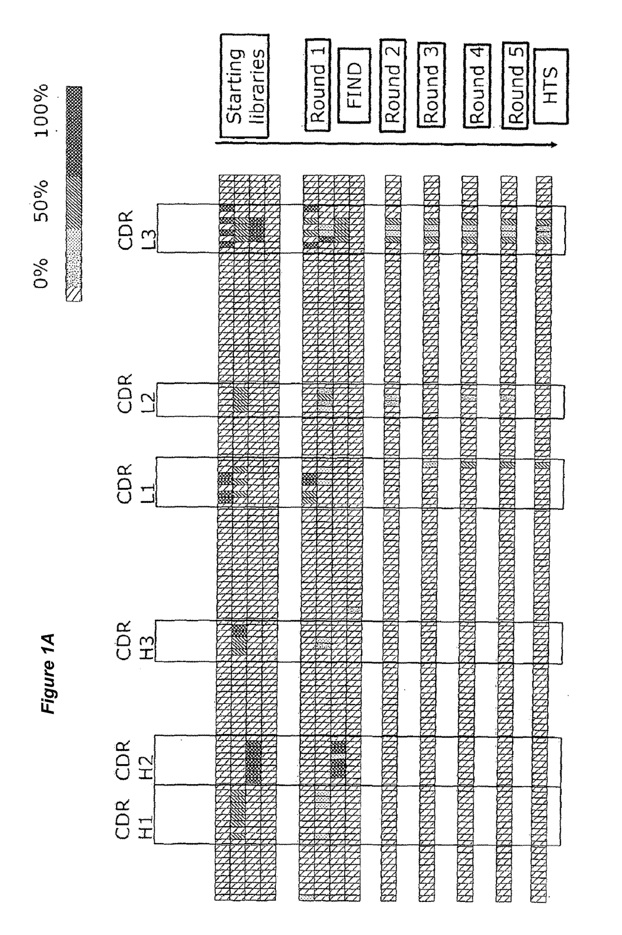 Anti-CD40 Antibodies, Uses and Methods