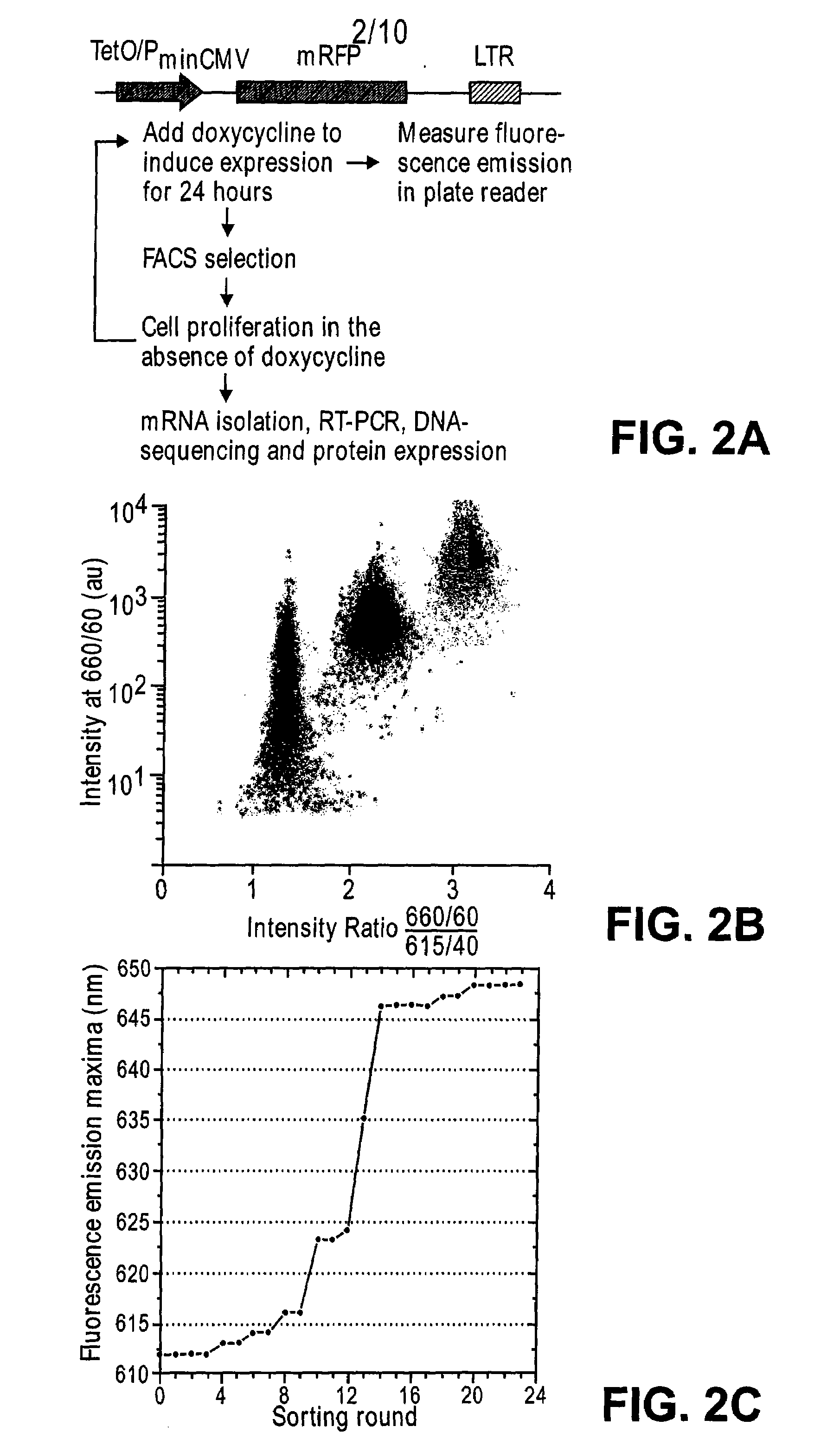 Methods for engineering polypeptide variants via somatic hypermutation and polypeptide made thereby