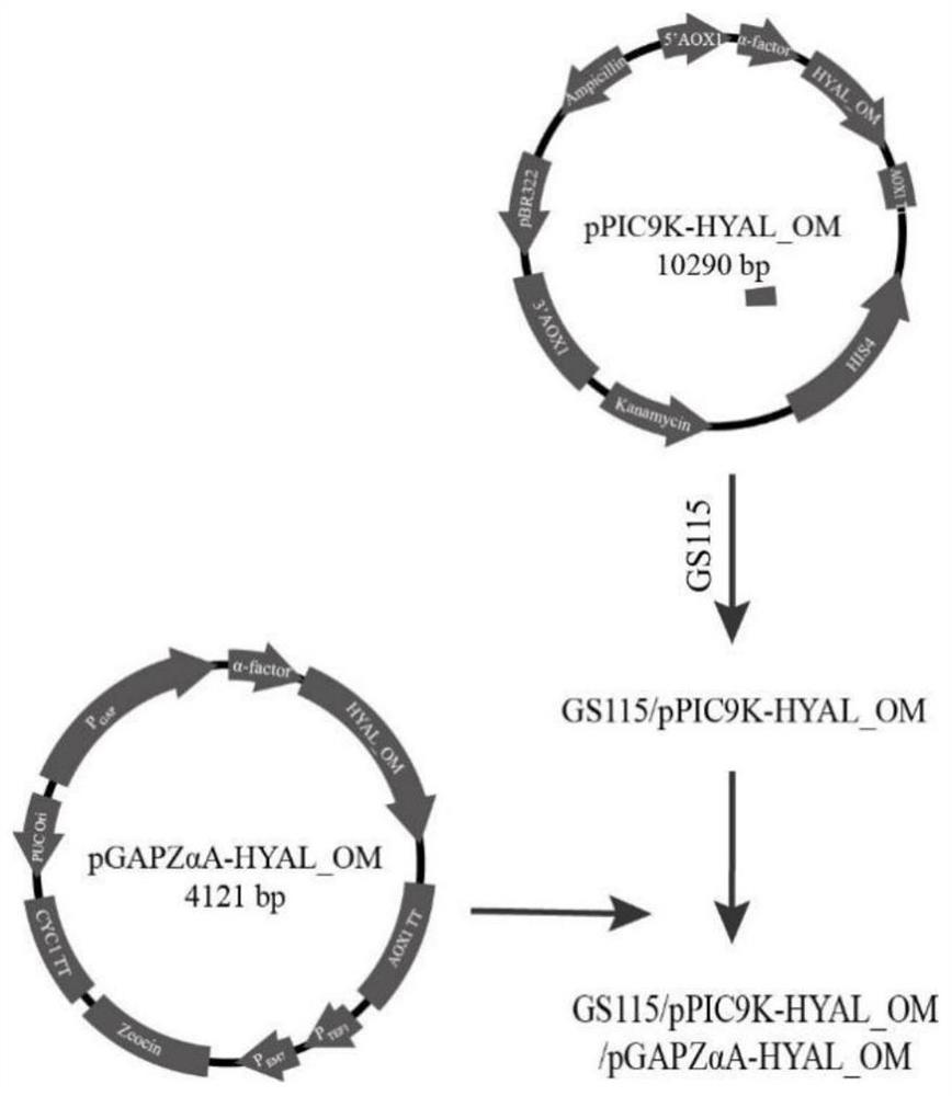 Engineering yeast strain with high yield of hyaluronidase and application of engineering yeast strain