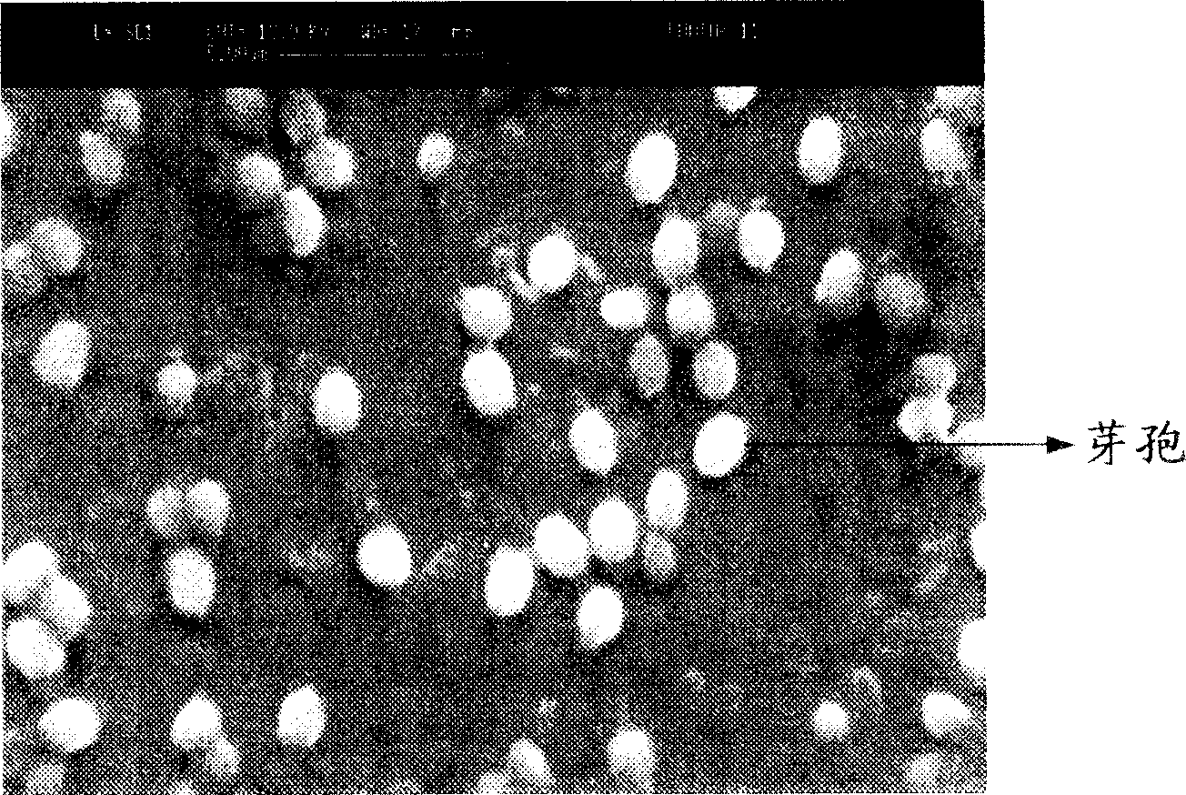 Anopheline of microbe prepared from starch wastewater, and preparation method