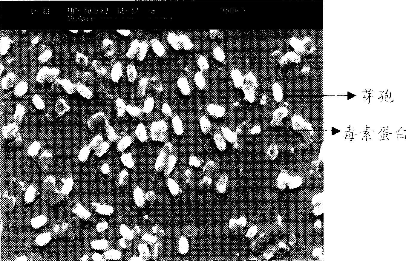 Anopheline of microbe prepared from starch wastewater, and preparation method