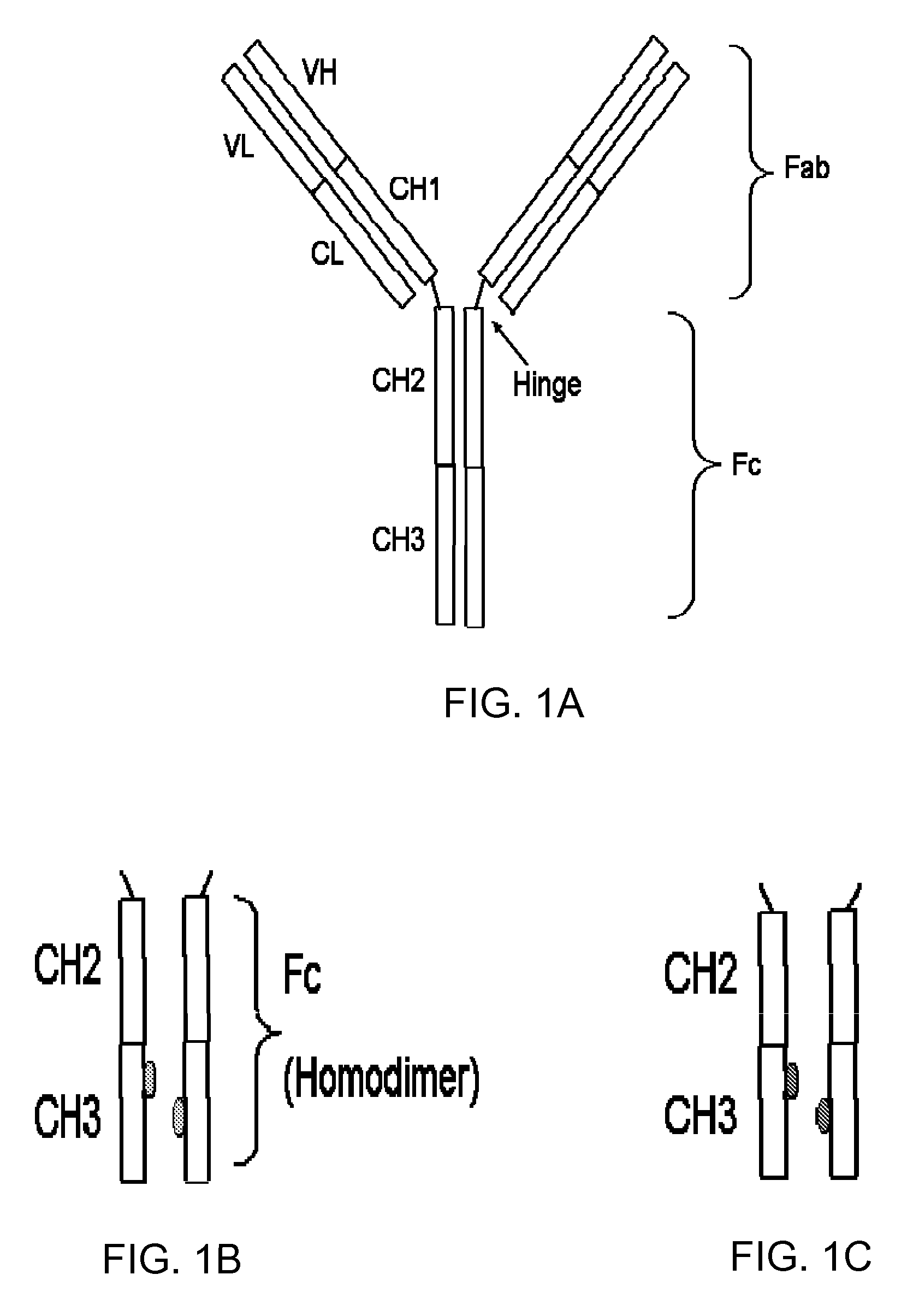 Stable and aggregation free antibody FC molecules through CH3 domain interface engineering