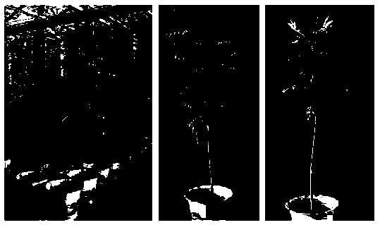 Rapid propagation method of excellent male strains of fraxinus chinensis