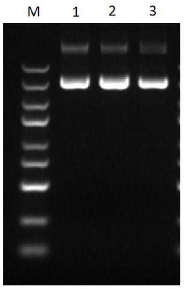 A kind of sgRNA guide sequence specifically targeting mouse galt gene and its application