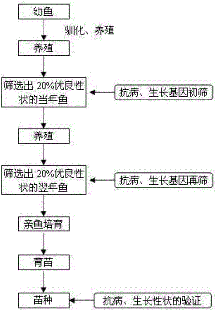 Breeding method of puffer fish