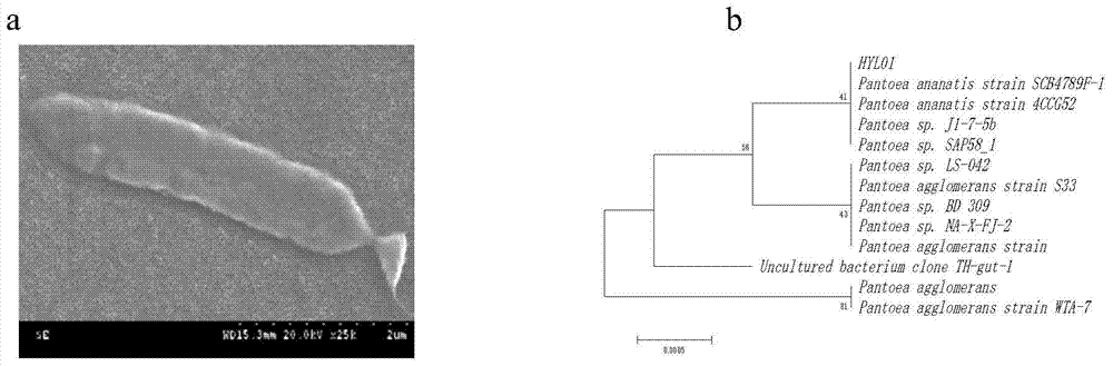 Isolated Pantoea pineapple hyl01 strain and its application in promoting watermelon root growth