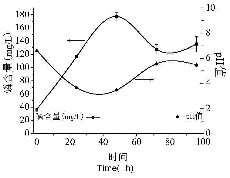 Isolated Pantoea pineapple hyl01 strain and its application in promoting watermelon root growth