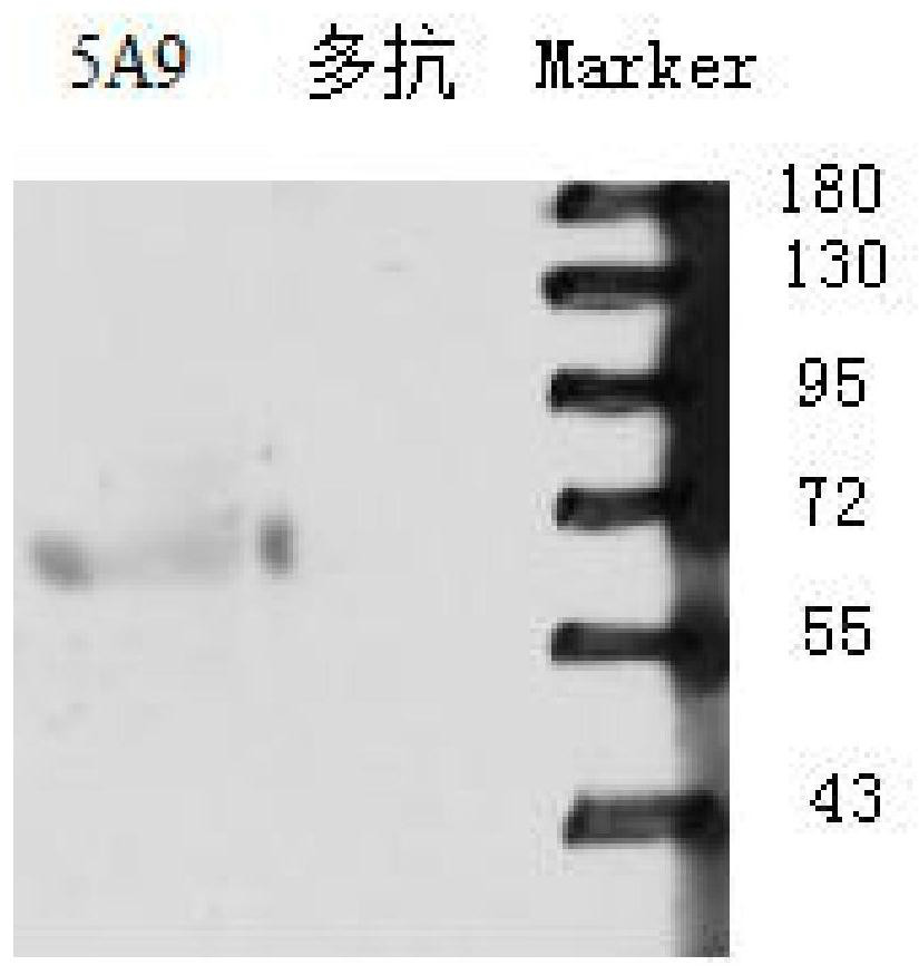 Hybridoma cell strain, canine parvovirus VP2 protein monoclonal antibody generated by hybridoma cell strain and application