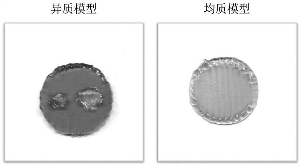 Heterogeneous tumor model as well as preparation method and application thereof