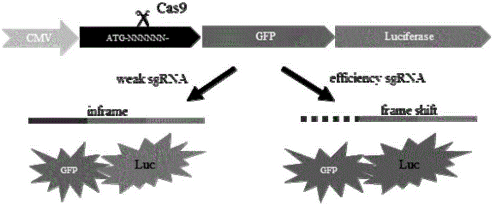 Efficient sgRNA screening system and efficient sgRNA screening method