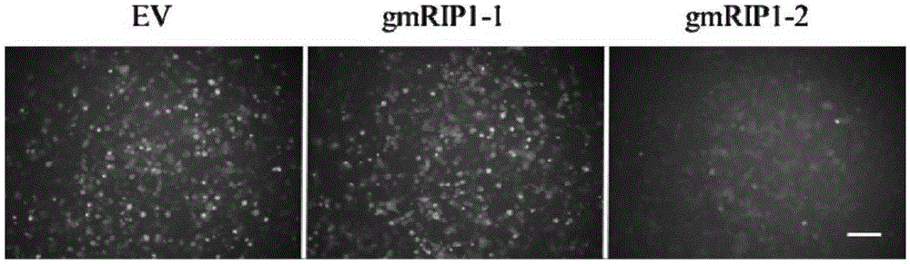 Efficient sgRNA screening system and efficient sgRNA screening method