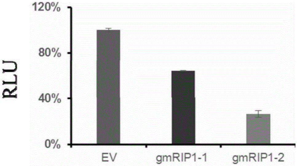 Efficient sgRNA screening system and efficient sgRNA screening method