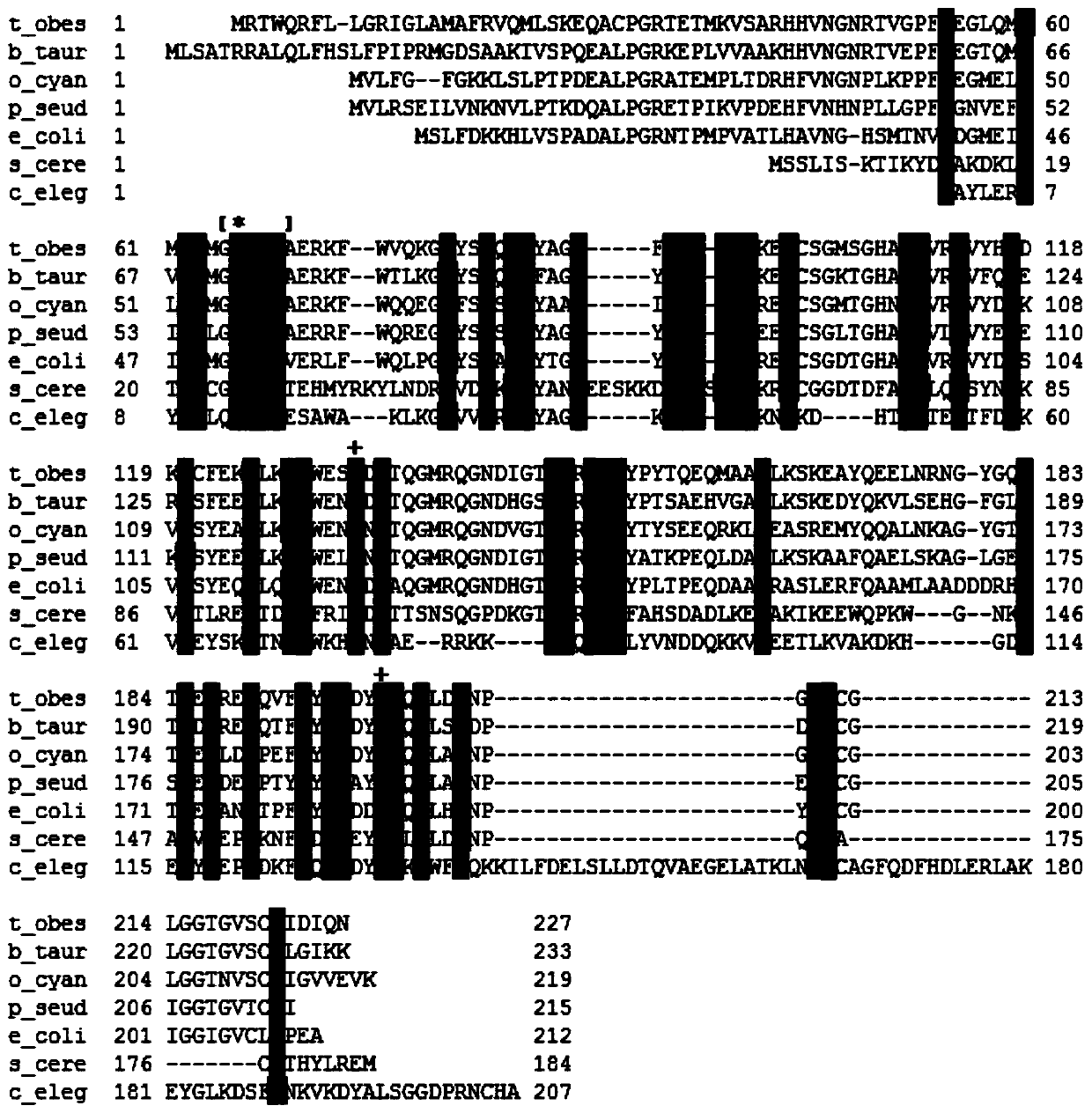 MsrA gene and protein of white tip shark as well as method for extracting gene