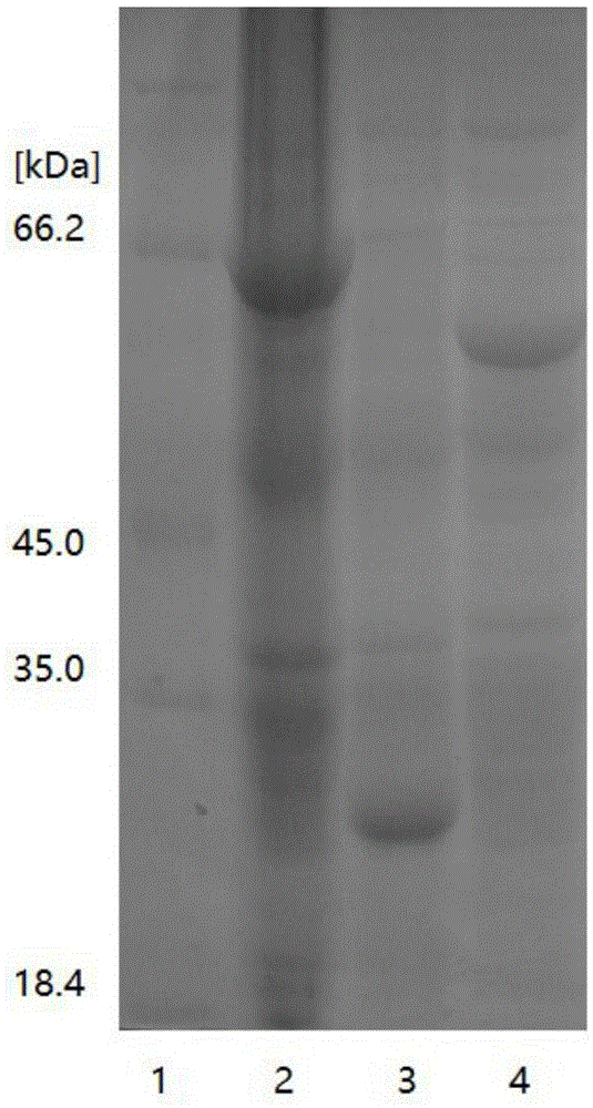 Method for preparing adenosine triphosphate with immobilized enzyme method