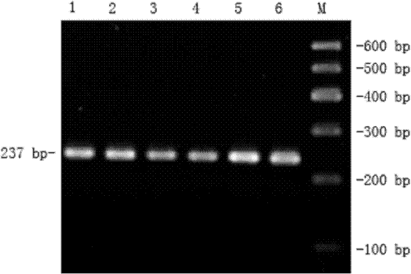 Method for detecting single nucleotide polymorphism (SNP) of cattle MGAT2 gene