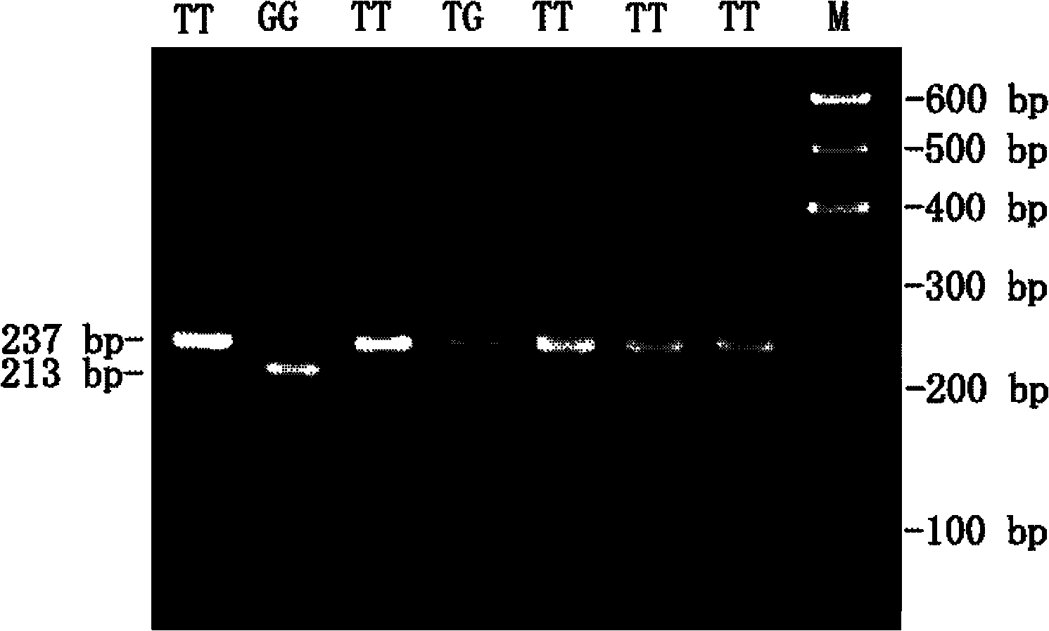 Method for detecting single nucleotide polymorphism (SNP) of cattle MGAT2 gene