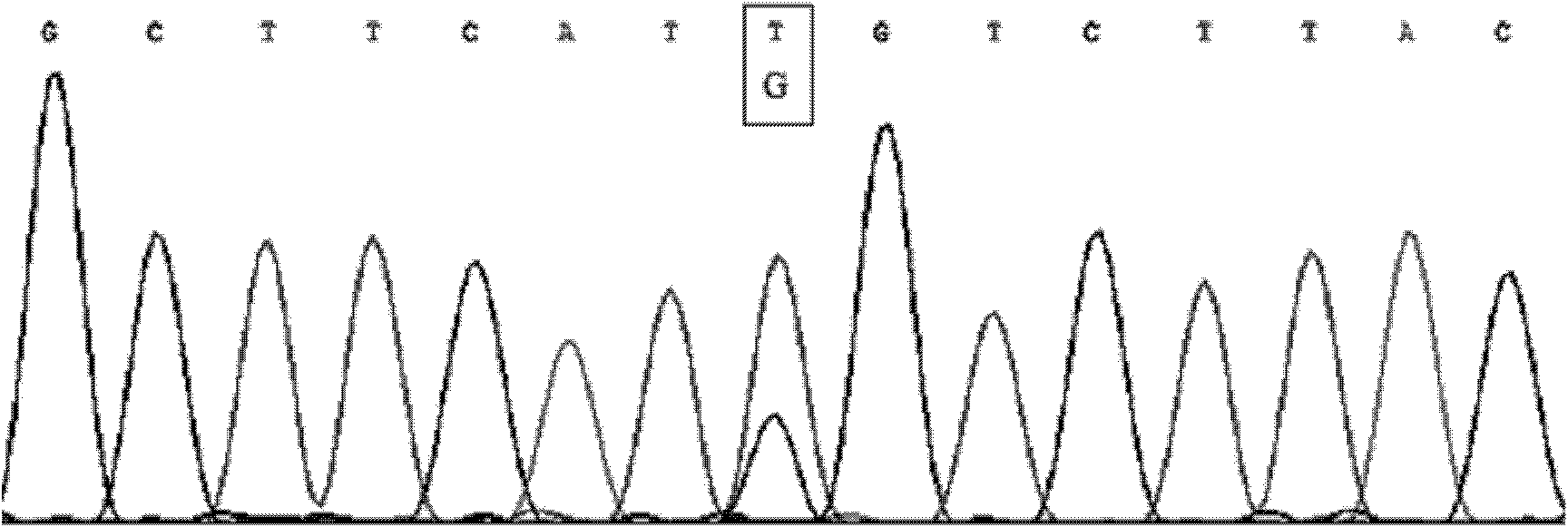 Method for detecting single nucleotide polymorphism (SNP) of cattle MGAT2 gene